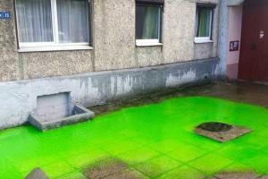 После шторма в Калининграде появились лужи кислотно-зеленого цвета 