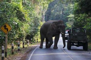 В Индии агрессивный слон разрушил около ста жилых домов