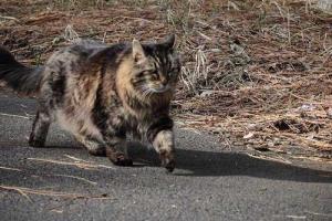 Самый старый в мире кот стал звездой в социальных сетях 