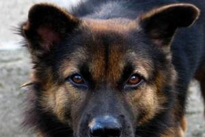 Больше 50 горловчан пострадали от бродячих собак в январе