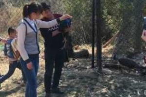 В зоопарке Китая павлинов зафотографировали насмерть