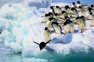 В Антарктиде погибло 150 тысяч пингвинов