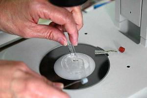 ВОЗ ввела режим чрезвычайного положения из-за вируса Зика 