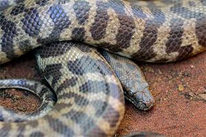 В Австралии двухметровый питон чуть не съел 6-летнего мальчика