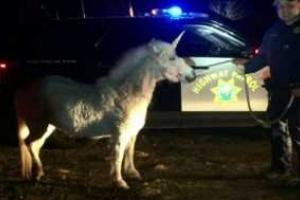 Полицейским из Калифорнии удалось поймать единорога