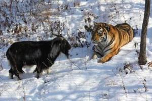 Тигр Амур и козел Тимур больше не будут вместе