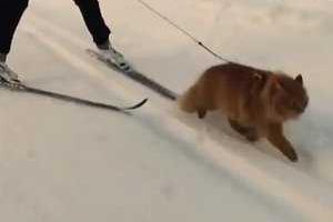 Новой звездой интернета стал ездовой кот из Норвегии