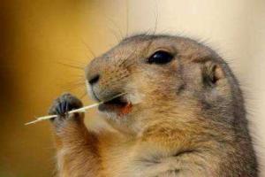 Накануне Дня сурка умер канадский сурок