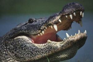 «Пошутил»: житель Флориды зашвырнул в окно кафе живого аллигатора