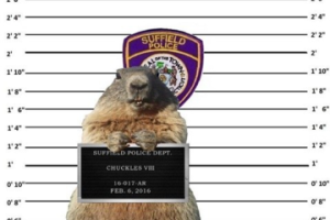 В США полиция арестовала сурка за ложное предсказание погоды