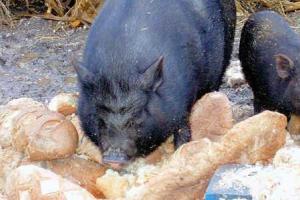 В России вводят новый ГОСТ: теперь будут делать хлеб из кормовой пшеницы для скота