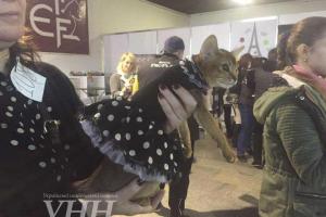 В Киеве состоялся конкурс кошек в костюмах