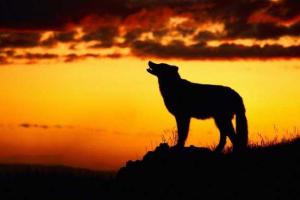 После крушения Boeing в аэропорту Ростова воют собаки