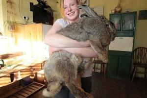 В США обнаружили самых больших кроликов в мире 