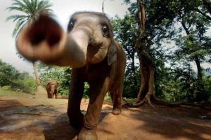 В Индии дикие слоны затоптали четверых человек