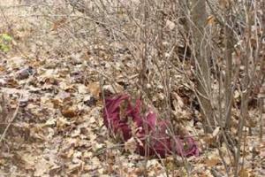 Обезглавленное тело мужчины нашли в Подмосковье