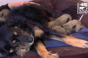 В США овчарка усыновила детенышей гепарда