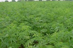 В Польше изъята крупнейшая в истории партия наркотиков