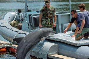 Минобороны РФ планирует купить для военных нужд пять дельфинов