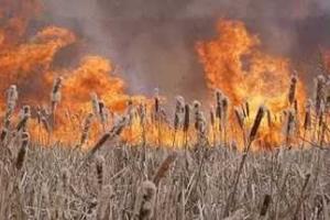 На Херсонщине из-за пожара в плавнях сгорели постройки