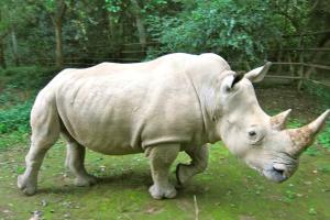 В киевском зоопарке умерла самка старого белого носорога