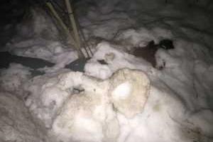 В России многодетный отец задушил девушку прямо в такси