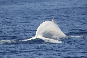 У берегов Мексики сняли на видео редкого серого кита-альбиноса