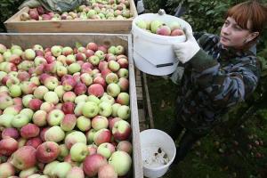 Украинцы едут в Европу собирать грибы и мыть окна