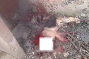 В Ужгороде мужчина отрезал голову собаке и носил её в пакете (18+)