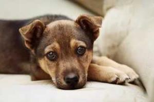 В Горловке для владельцев животных установили "рекомендации"