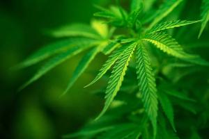 На блокпосту "Донецк-Курахово" задержали женщину с наркотиками