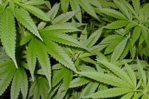 На Волыни в психбольнице устроили нарколабораторию