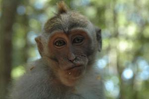 Обезьяна сняла видеоролик, отобрав камеру у туриста в США