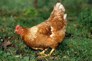 Ученые вырастили кур с лапами динозавров