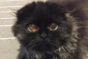 Кот с огромными глазами покорил интернет