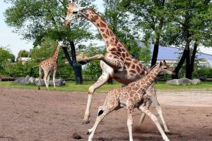 В зоопарке Чикаго сошли с ума жирафы