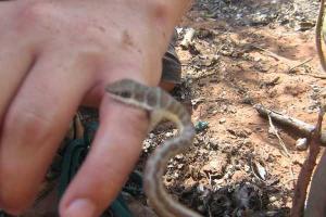 В Славянске бойцов АТО атаковали ядовитые змеи