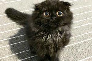 Соцсети покорил кот с бездонными глазами