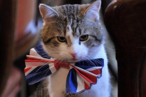 Бездомный кот устроился на работу в МИД Великобритании 