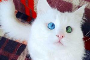 Пользователи нашли самого необычного кота в мире