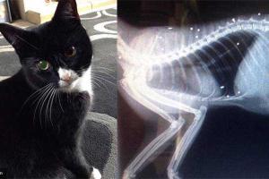 В Великобритании кошка чудом выжила после 30-ти выстрелов