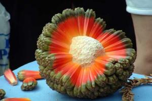 10 экзотических фруктов со всего света, о которых вы не слышали