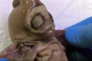 Житель Аризоны обнаружил труп странного существа