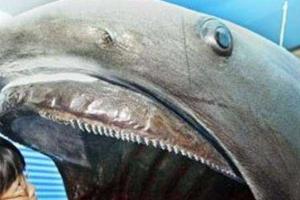 Японские рыбаки выловили редчайшую акулу в мире