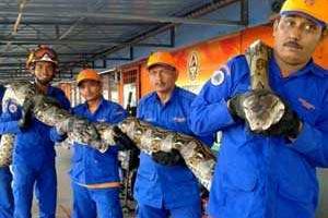 В Малайзии умер самый длинный питон