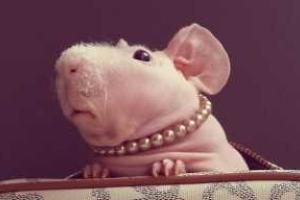 ​Лысая морская свинка Людвиг стала звездой интернета