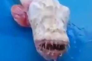 Таиландские рыбаки выловили жуткого белого монстра