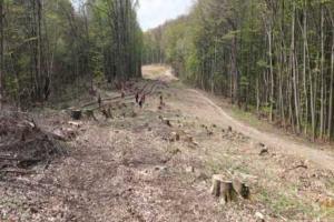 В Закарпатской области незаконно вырубили лес на 12 млн грн