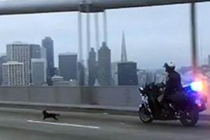 Дикая погоня в Сан-Франциско: полицейский патруль преследовал чихуахуа