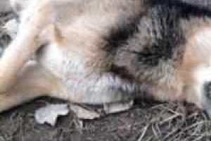 В Горловке отстреливают и травят бездомных животных - зоозащитники